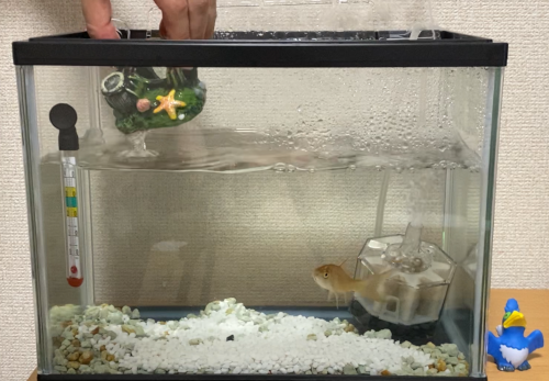 金魚 高級オブジェを手に入れる ゲムぼく