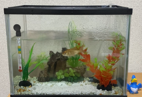 金魚 高級オブジェを手に入れる ゲムぼく